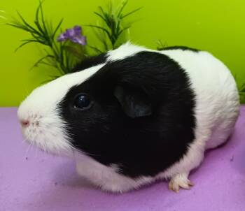 Rescue Guinea Pig Guinea Pigs for Adoption in Papillion, Nebraska - Bunn (fostered In Omaha) | PetCurious